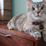 meet nala cat: the instagram star with a ton of fo - tymoff