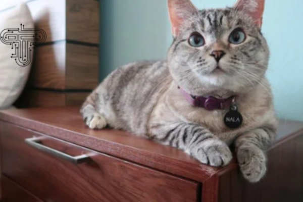 meet nala cat: the instagram star with a ton of fo - tymoff