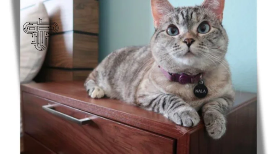 meet nala cat: the instagram star with a ton of fo - tymoff